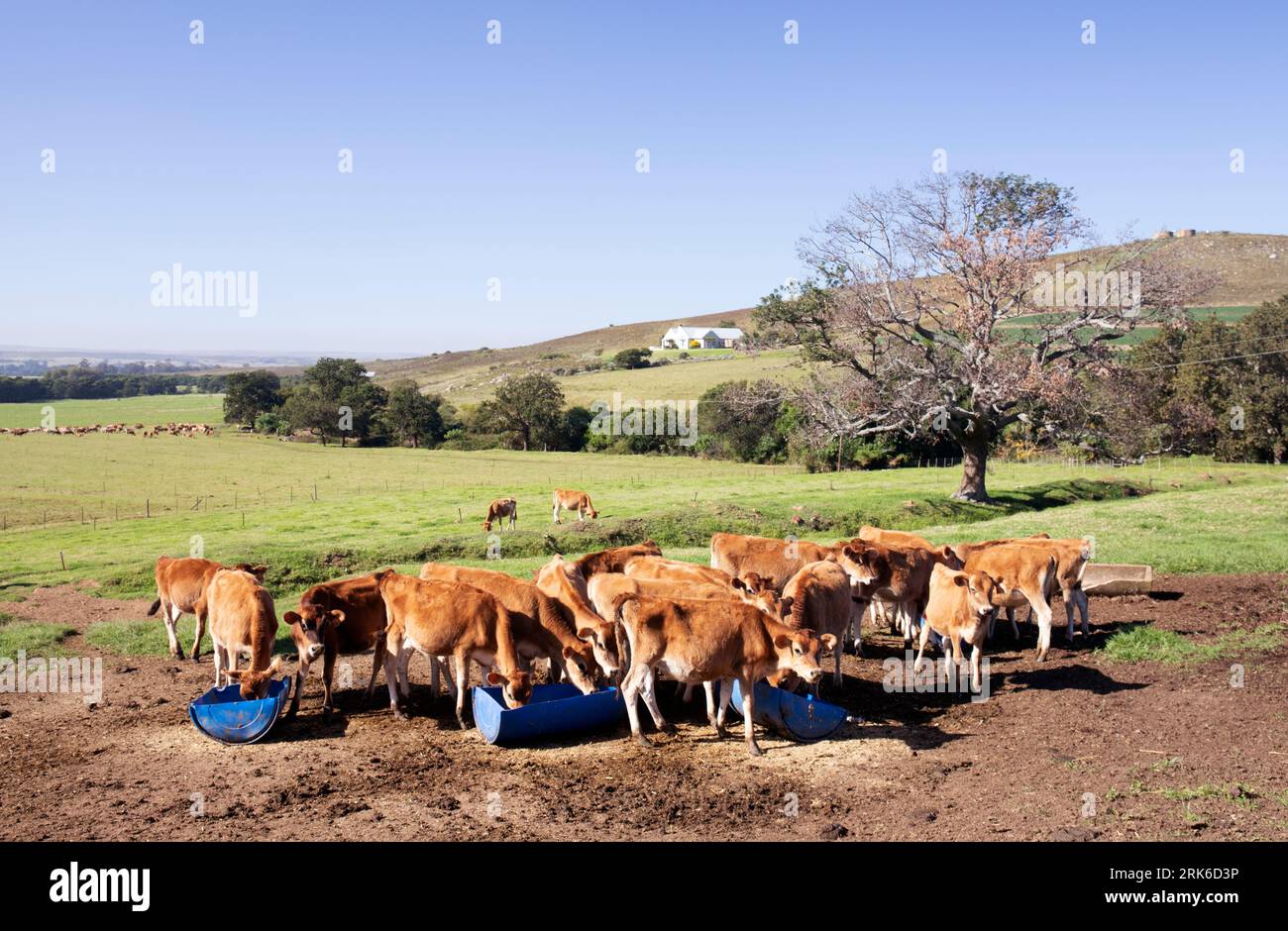 Young Jersey Cows, South Africa Stock Photo Alamy