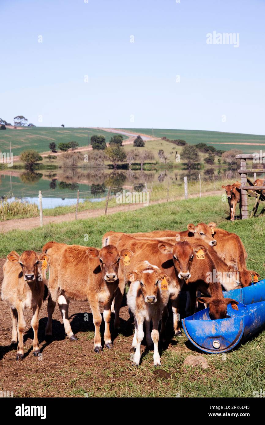 Young Jersey Cows, South Africa Stock Photo Alamy