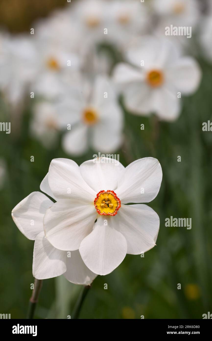 narcissus flowers on a sunny day Stock Photo