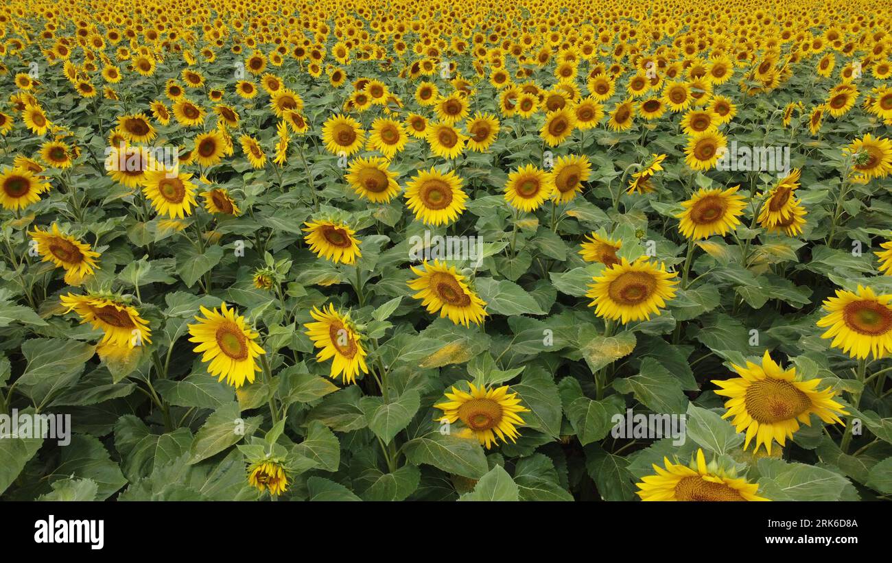An idyllic scene of a large field of sunflowers on a sunny day in ...
