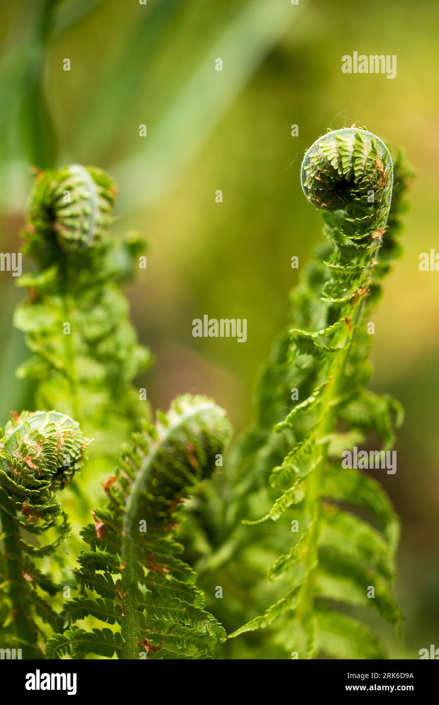 spiral of young fern in spring Stock Photo