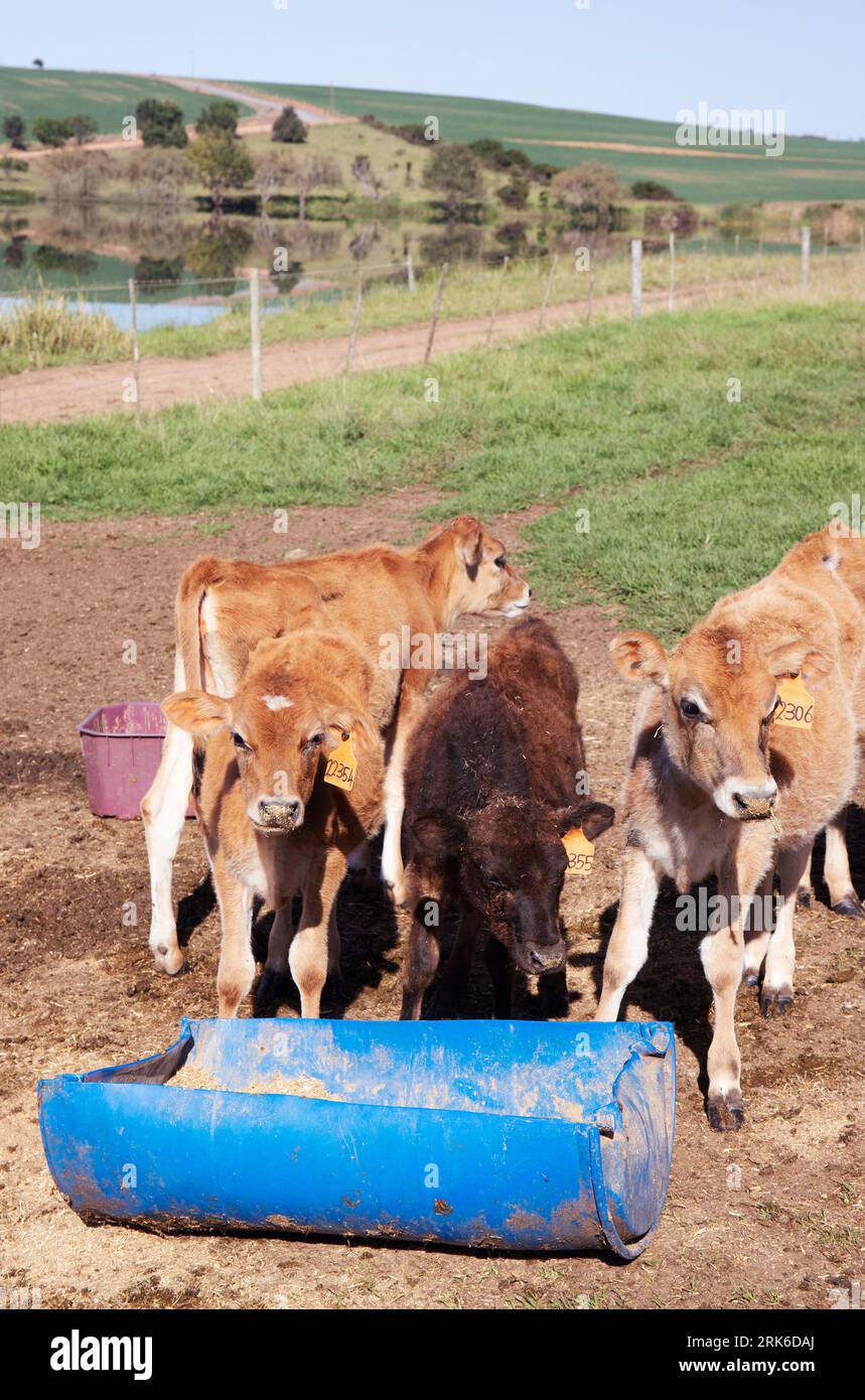 Young Jersey Cows, South Africa Stock Photo Alamy