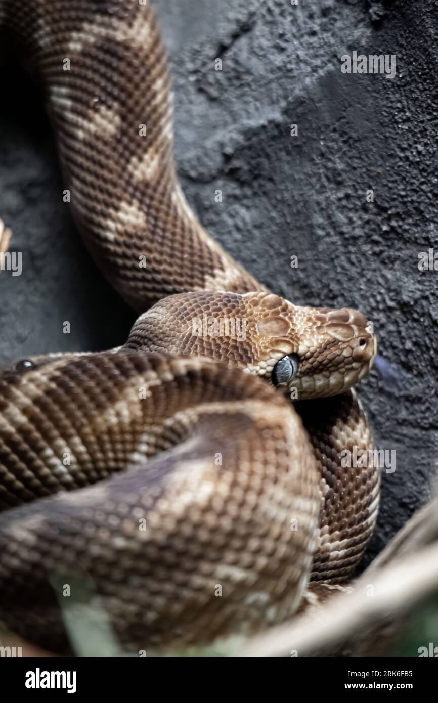 A coiled rough-scaled python (Morelia carinata) snake atop a grey stone ...