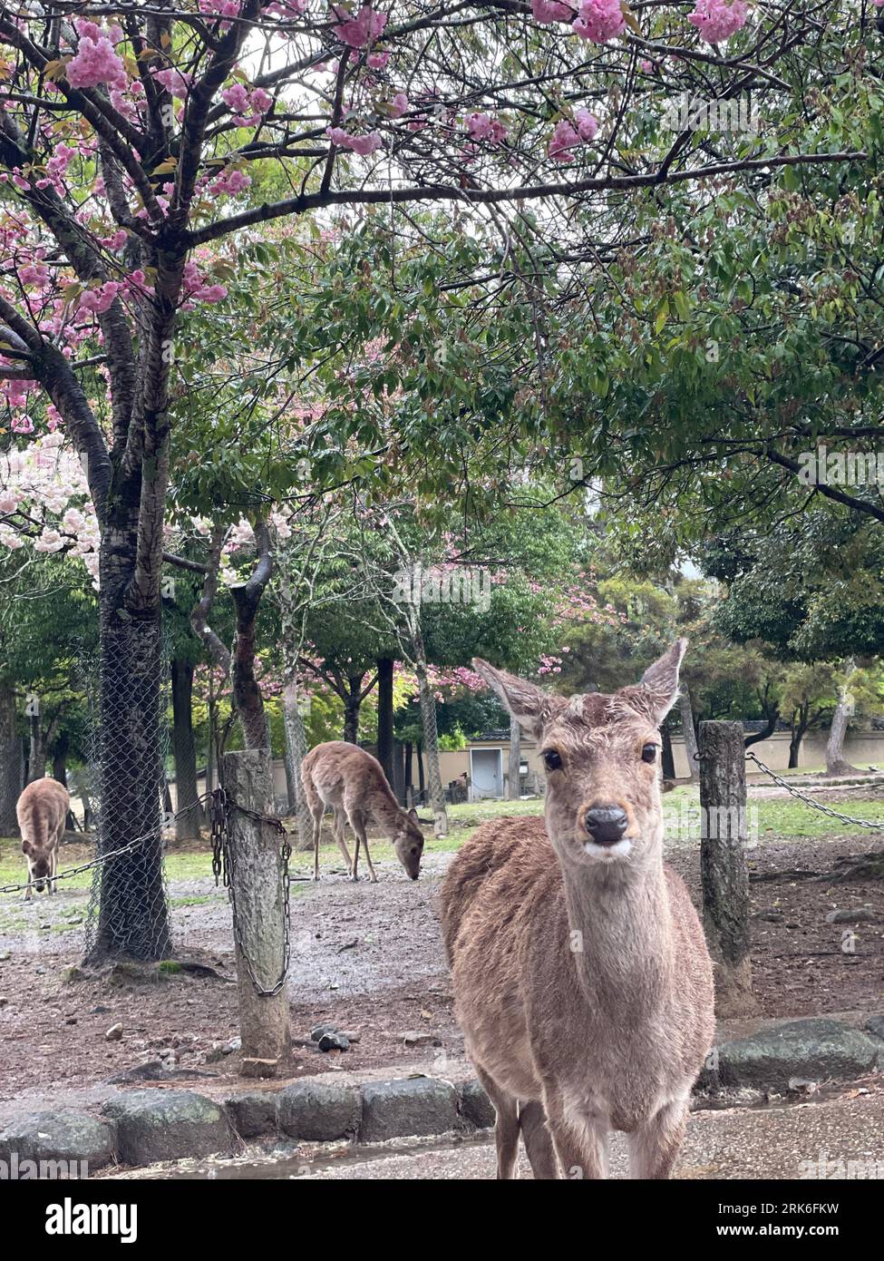 The majestic Kuhl deer (Axis kuhlii) in the scenic Nara Park, Japan Stock Photo