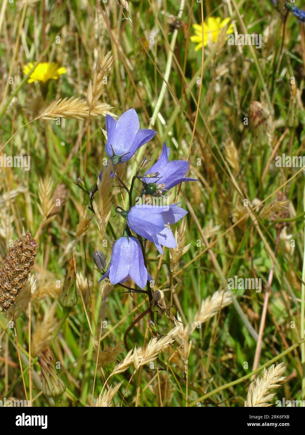 Harebell 'Campanula rotundifolia'  Bell shaped blue wild flower also known as Scottish Bluebell. Dainty blue bells which attract bees.Narrow stem leav Stock Photo