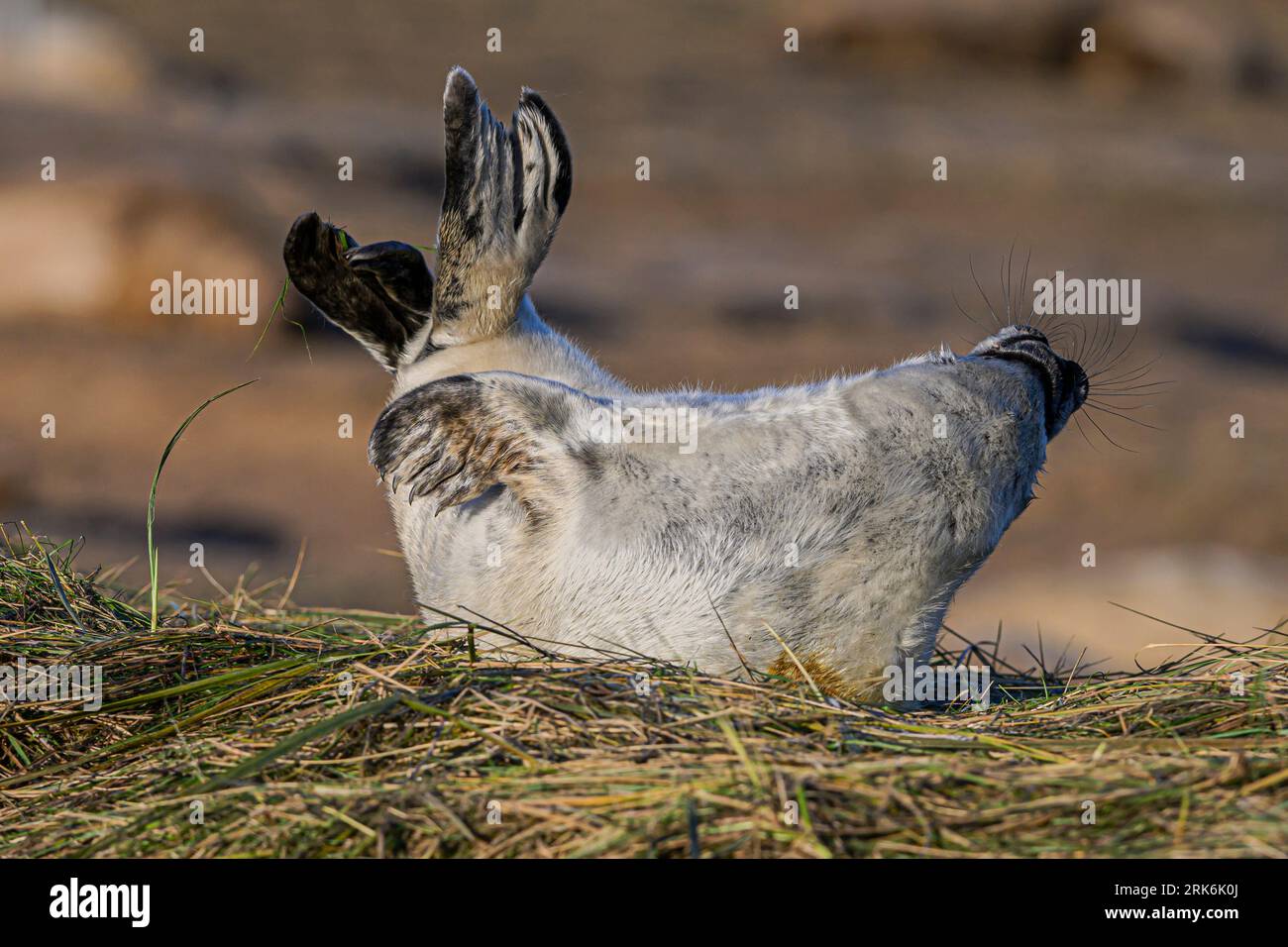 A grey seal rests peacefully on a hay pile on a sandy beach Stock Photo ...