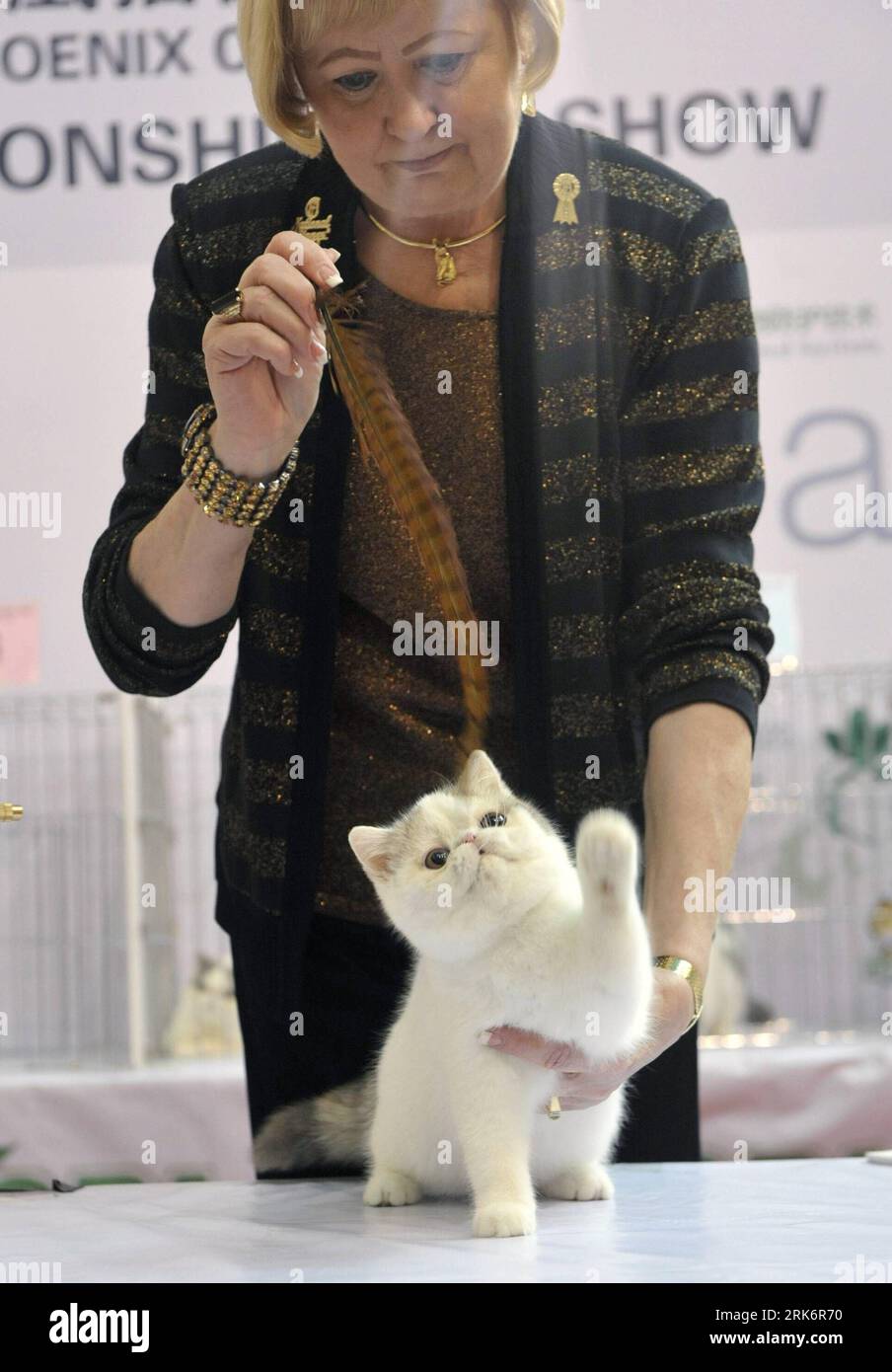 Bildnummer: 53856714  Datum: 14.03.2010  Copyright: imago/Xinhua (100315) -- SHENZHEN, March 15, 2010 (Xinhua) -- A judge appraises a cat at the ongoing 2010 Shenzhen CFA (The Cat Fanciers Association) Asian Exposition of Cats, which takes place from March 13 to 14 on the Central Town Square of Shenzhen, south China s Guangdong Province, March 14, 2010. Eight judges give appraisal to over 130 cats in the competition. (Xinhua/Feng Ming) (px) (4)CHINA-SHENZHEN-CFA-ASIAN CAT CHAMPIONSHIP(CN) PUBLICATIONxNOTxINxCHN Gesellschaft kbdig xkg 2010 hoch premiumd xint o0 Tiershow, Tierschau, Katze, Katze Stock Photo