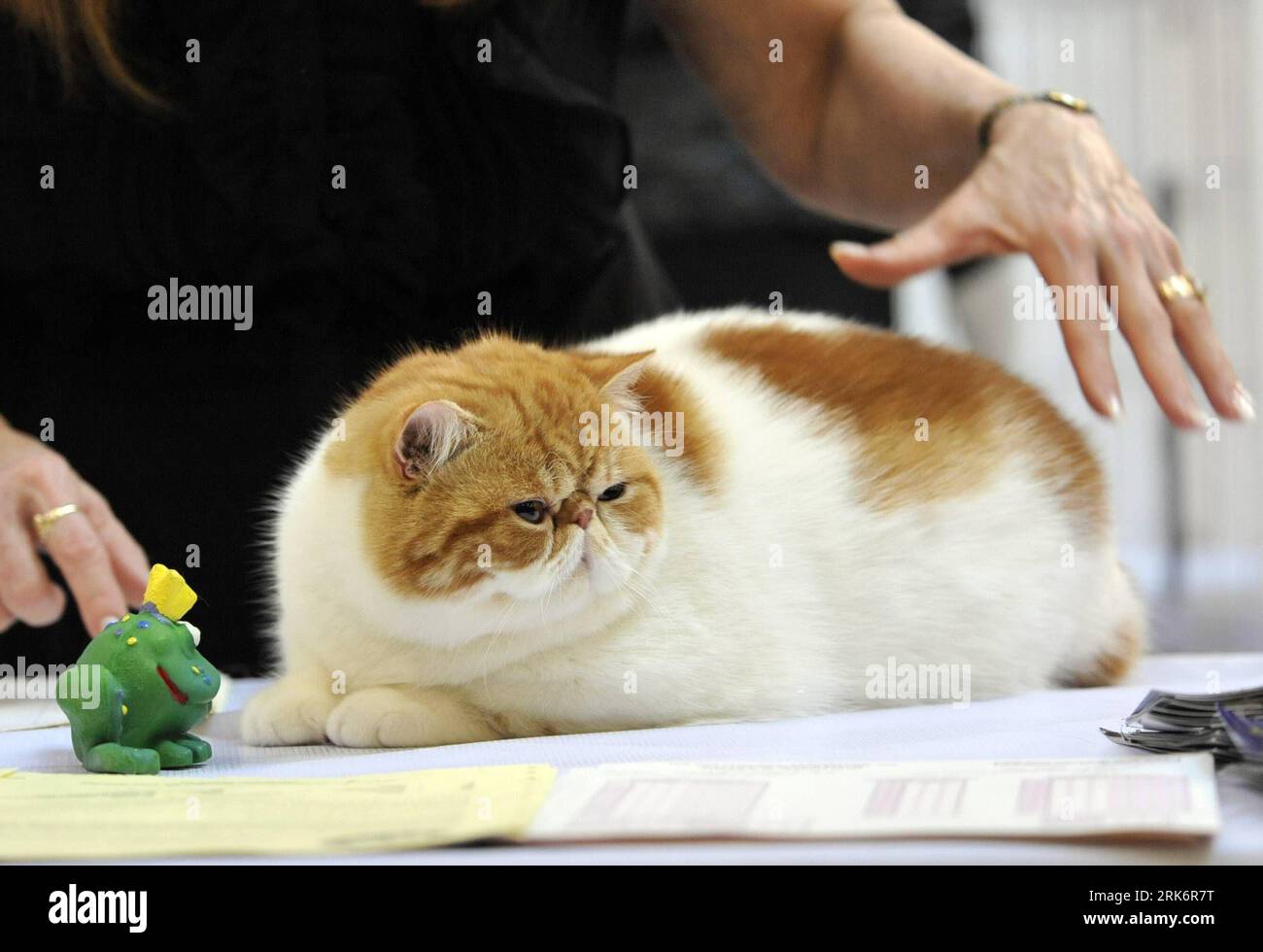 Cat fanciers china hi-res stock photography and images - Alamy