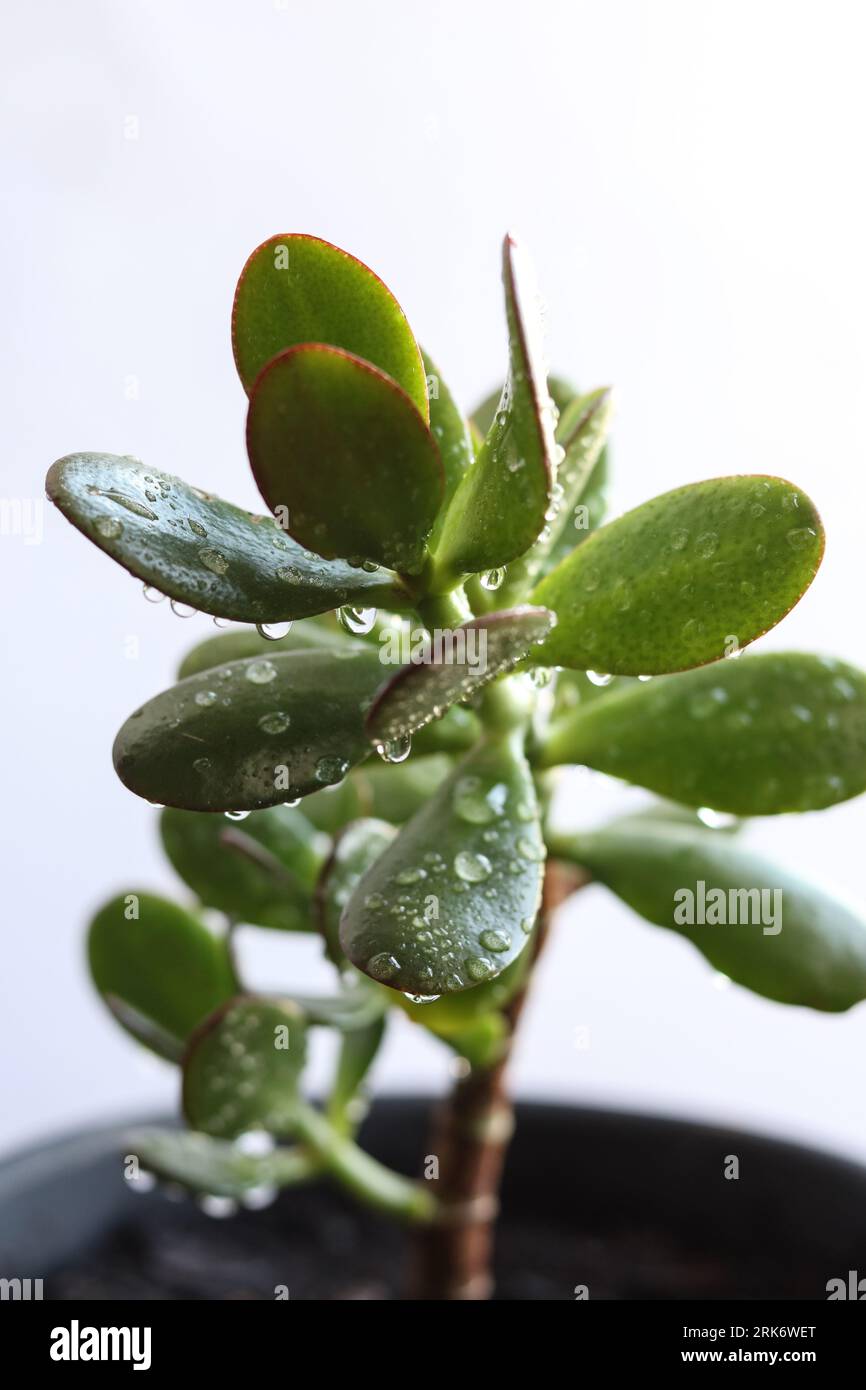 Crassula ovata, commonly known as jade plant, lucky plant, money plant or money tree covered in