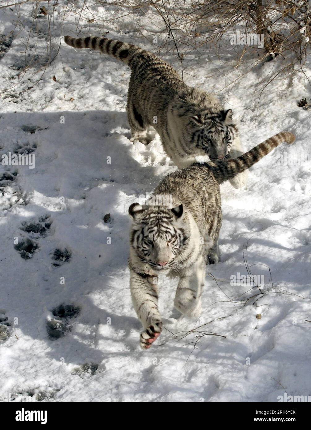 Tiger in beijing zoo china hi-res stock photography and images - Alamy