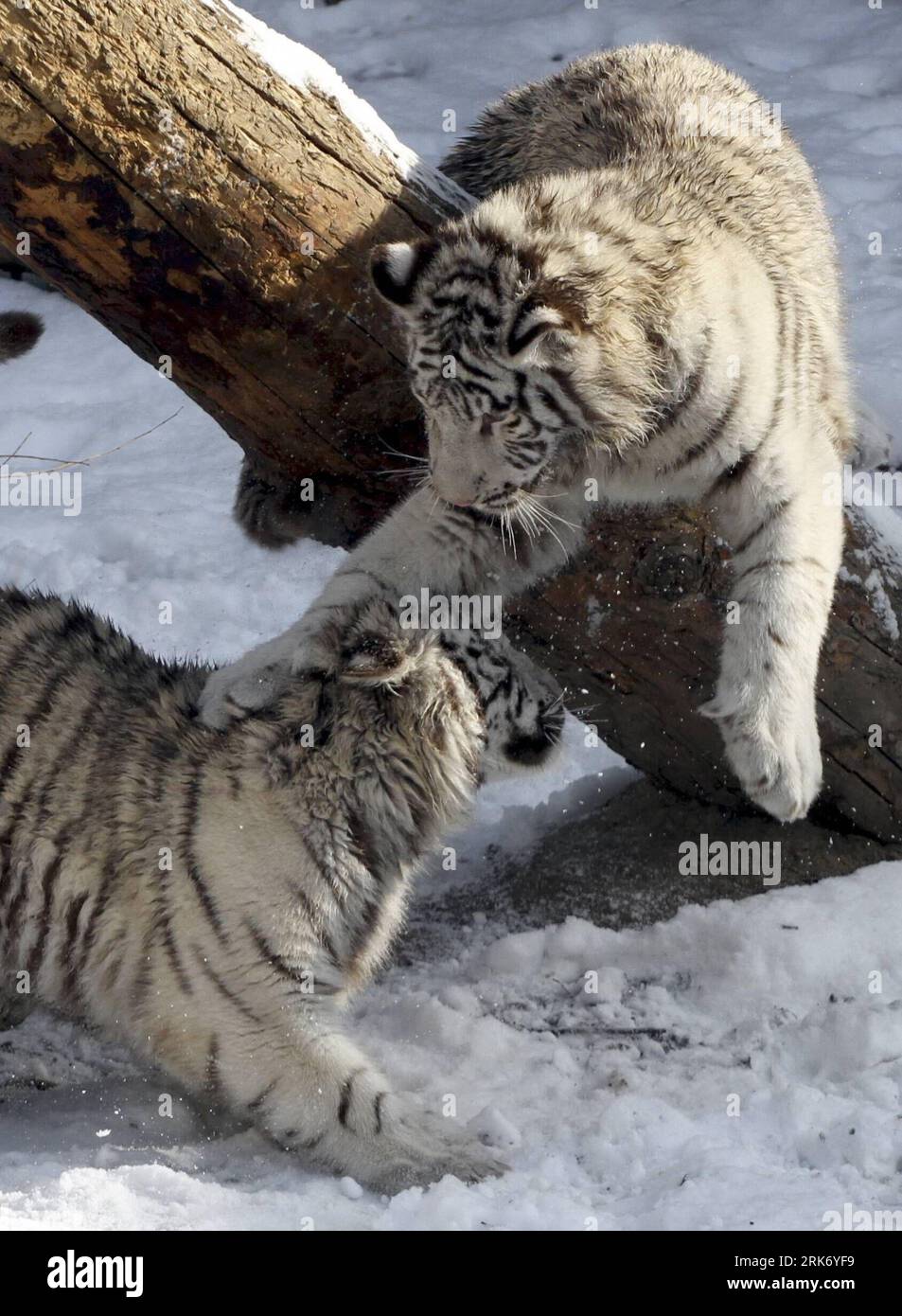 Tiger in beijing zoo china hi-res stock photography and images - Alamy