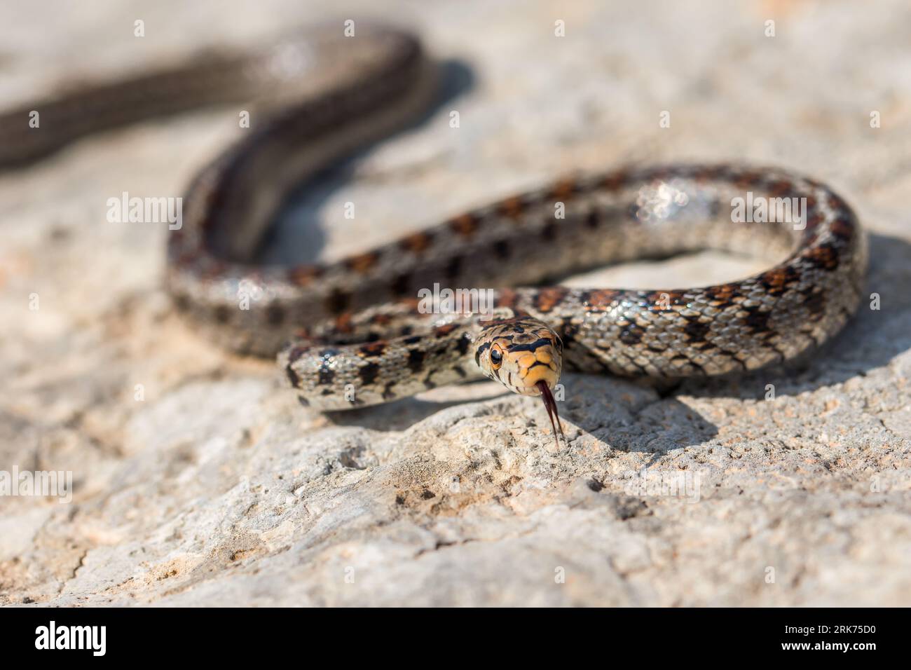 Macro shot of body, skin and head of an adult Leopard Snake or European ratsnake, Zamenis situla, an endemic snake species in the Maltese Islands. Stock Photo