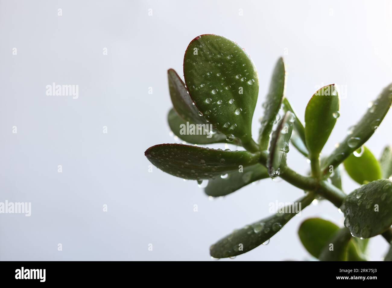 Crassula ovata, commonly known as jade plant, lucky plant, money plant