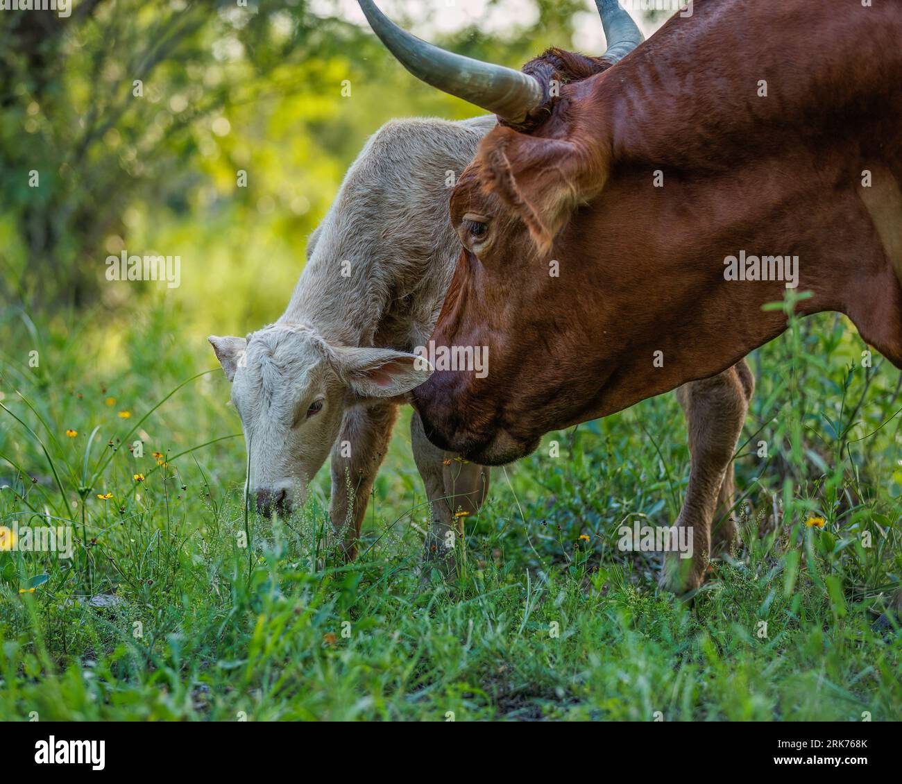 The two cows grazing in a lush green field under a canopy of tall trees ...