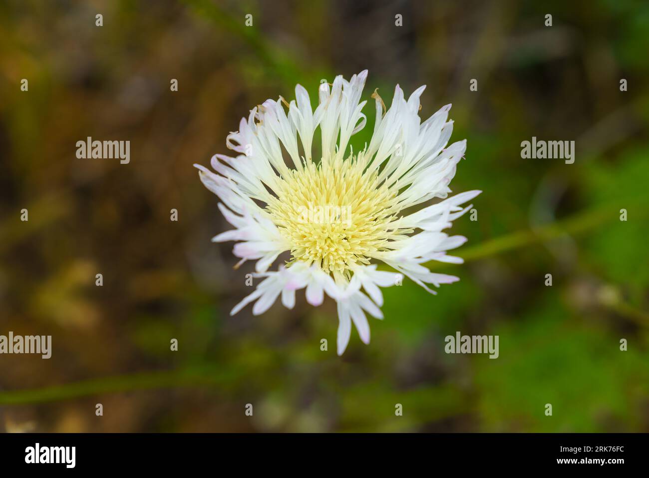 A macro close-up of a Centaurea chilensis against a blurred background Stock Photo
