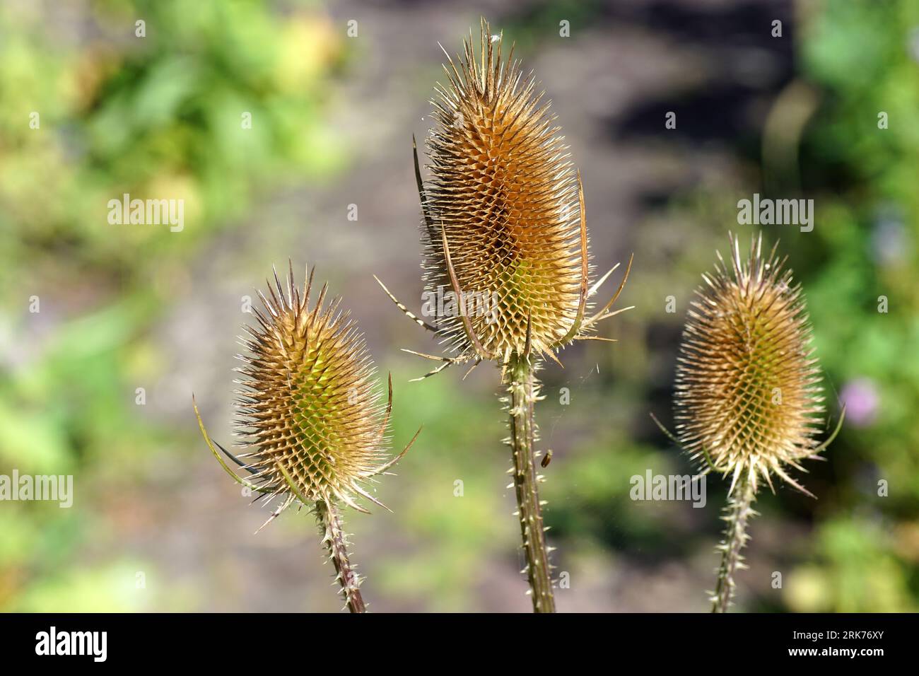 Wild teasel or fuller's teasel, Dipsacus fullonum (Dipsacus sativus). Detail of the spiny and conical heads of the carders thistle. Summer, August. Stock Photo