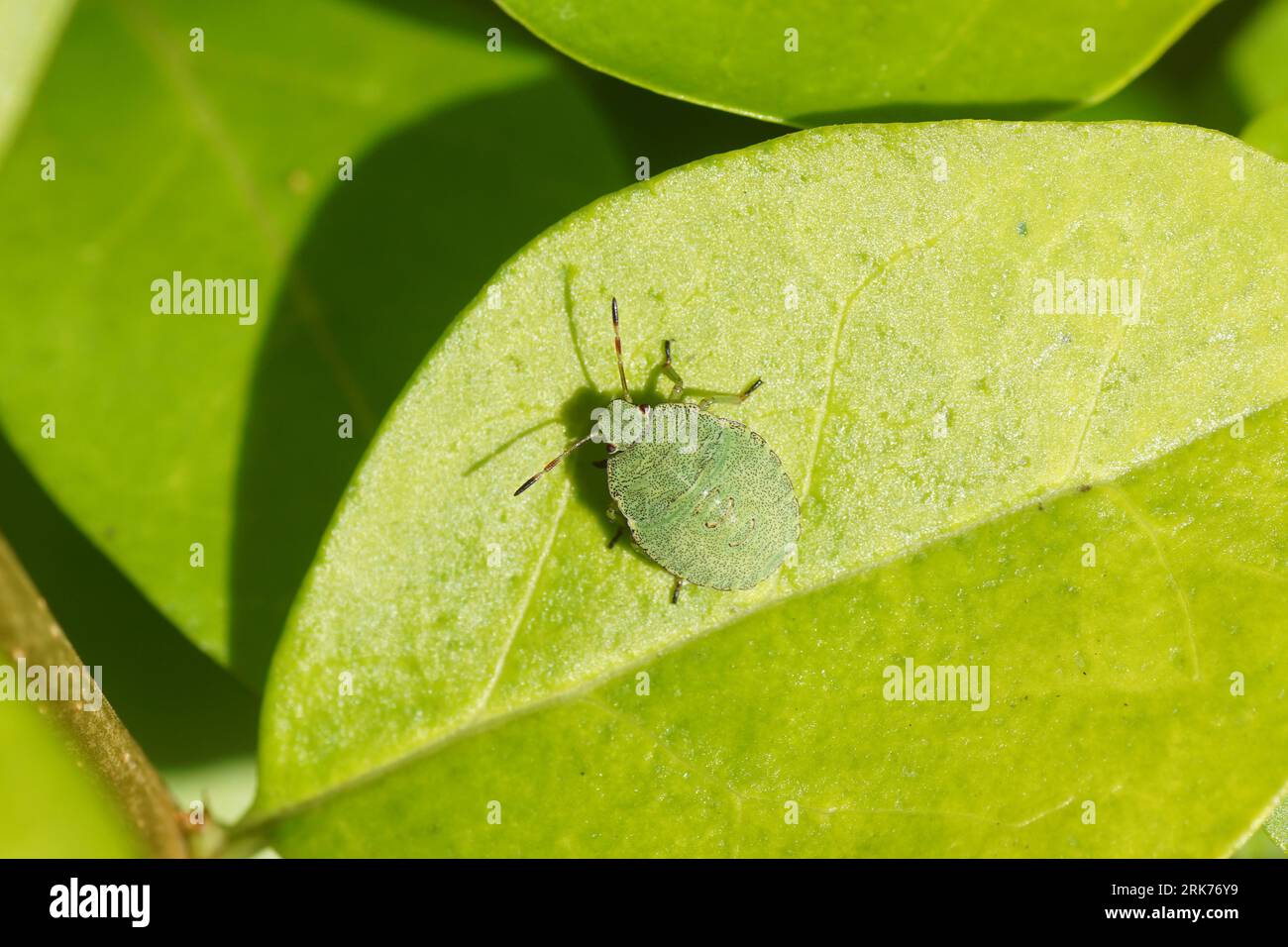 Nymph of a Green shield bug (Palomena prasina), family Pentatomidae on a yellow green leaf of a privet shrub. Summer, August, Dutch garden. Stock Photo