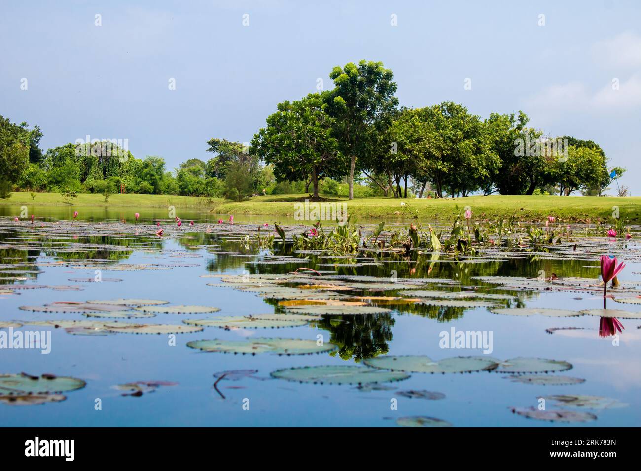 Lake pond with A Beautiful Blooming pink Lotus Water Lily Pad Flowers