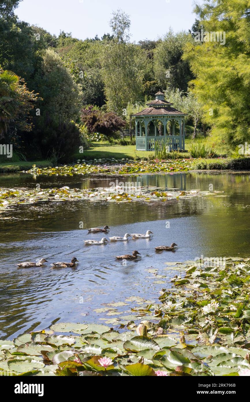 Ducks on the lily ponds and the summerhouse in a view on a sunny day in ...
