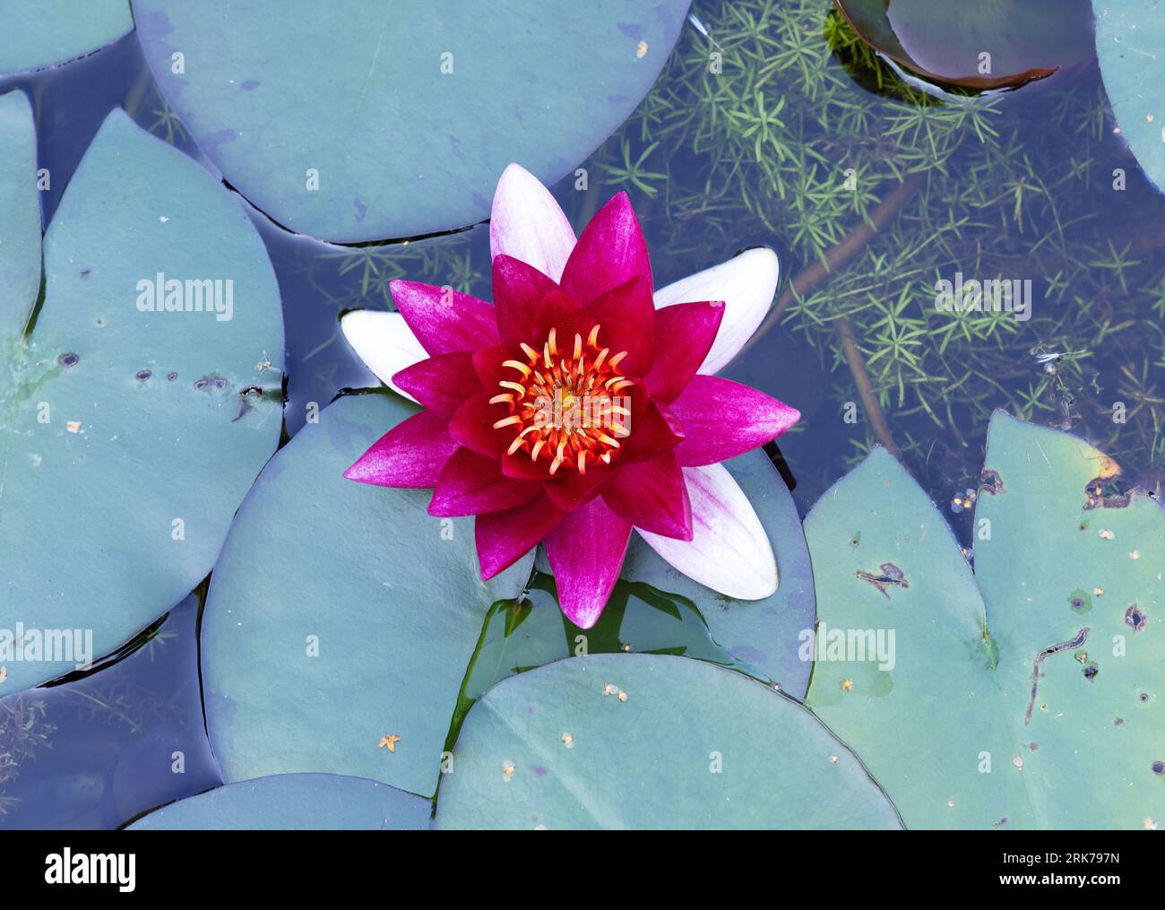 Nymphaea 'Bateau', a colourful variety of water lily, close up of the flower, UK Stock Photo