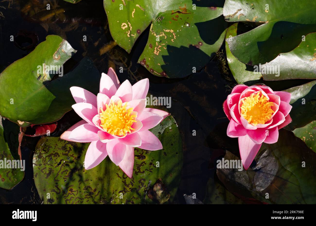 Nymphaea 'Pink Sensation', a colourful variety of water lily, close up of the flower, UK Stock Photo