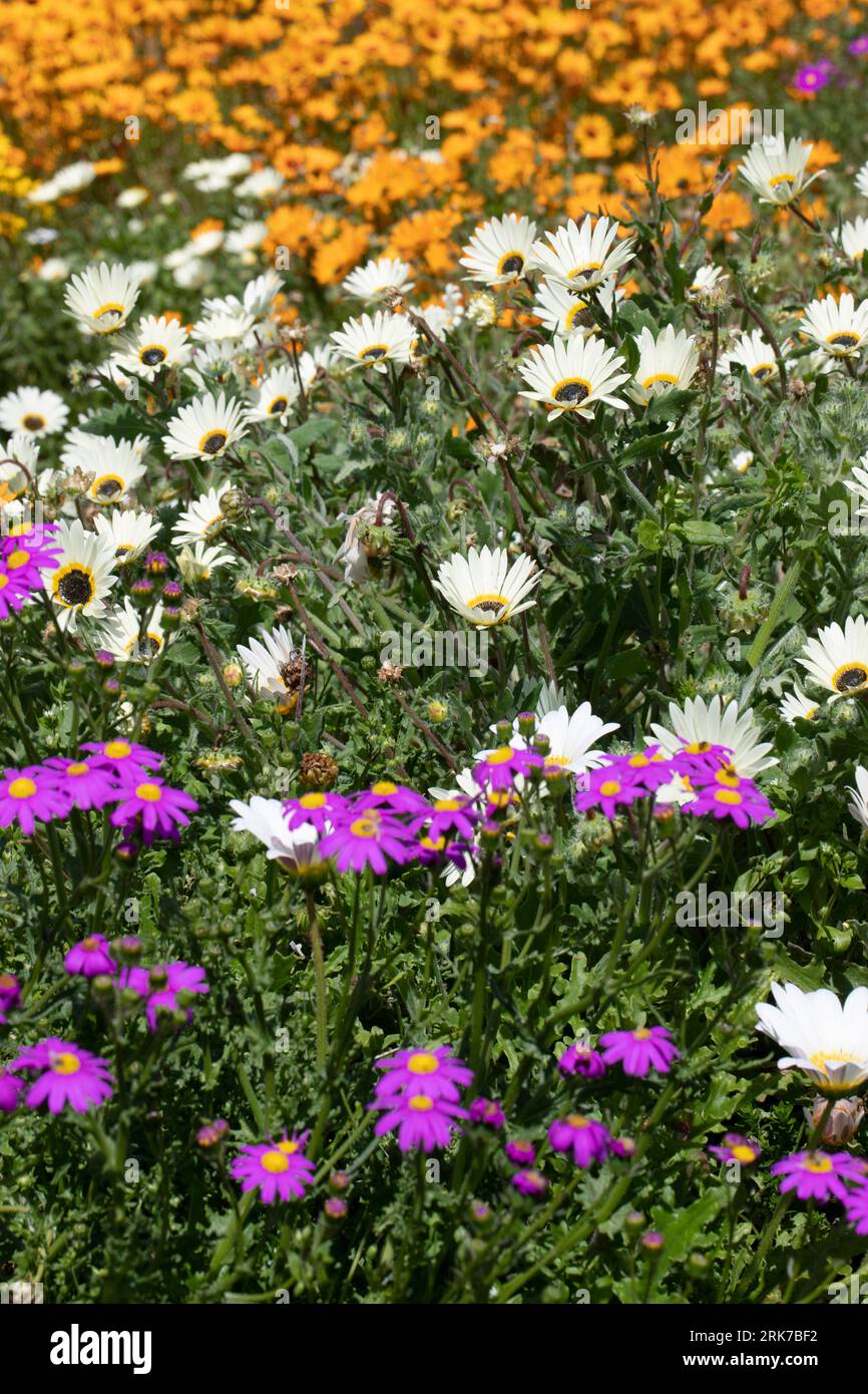 Mixed daisy flowers, South Africa Stock Photo Alamy