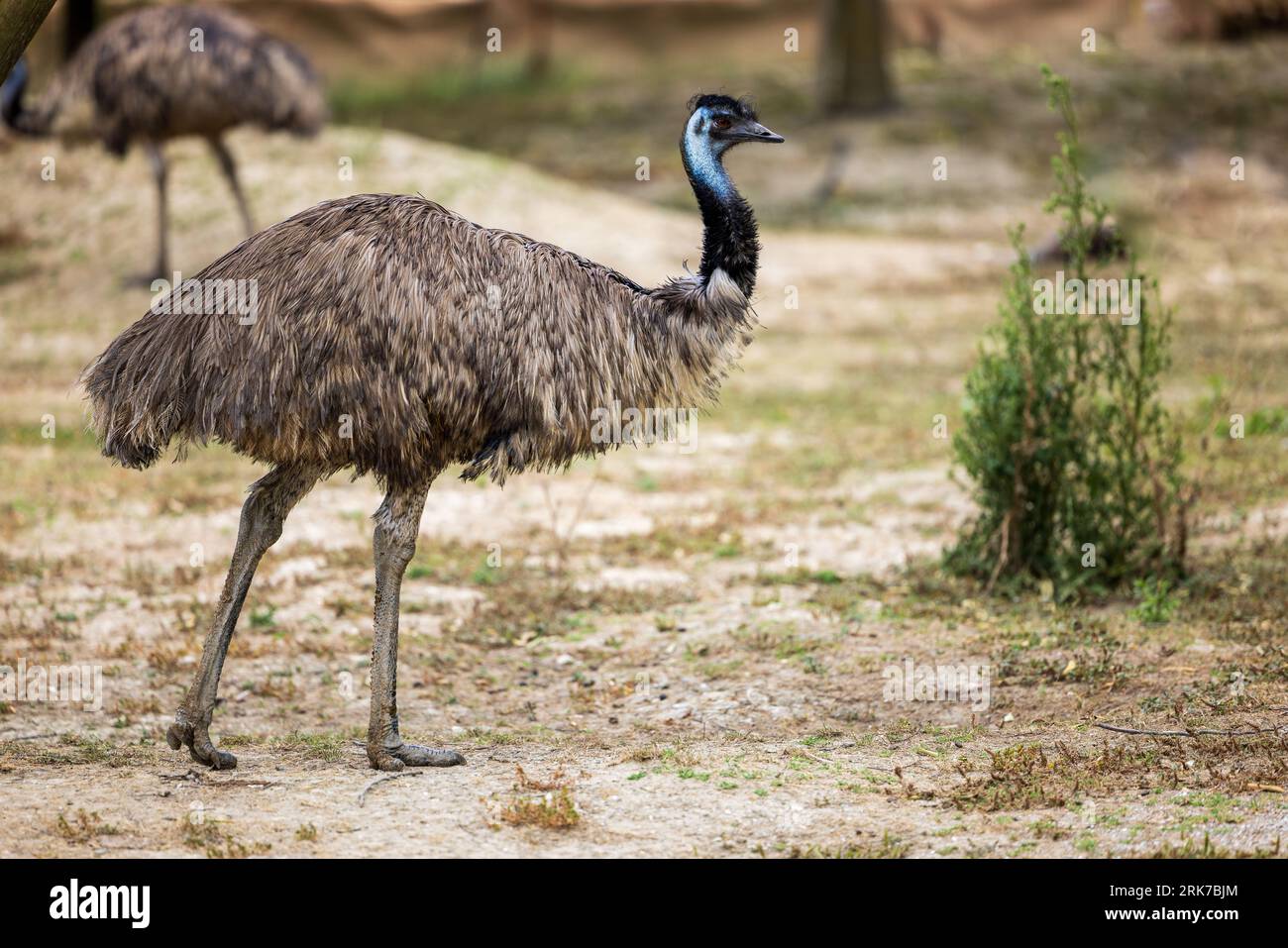 The two Tasmanian emus (Dromaius novaehollandiae diemenensis) standing