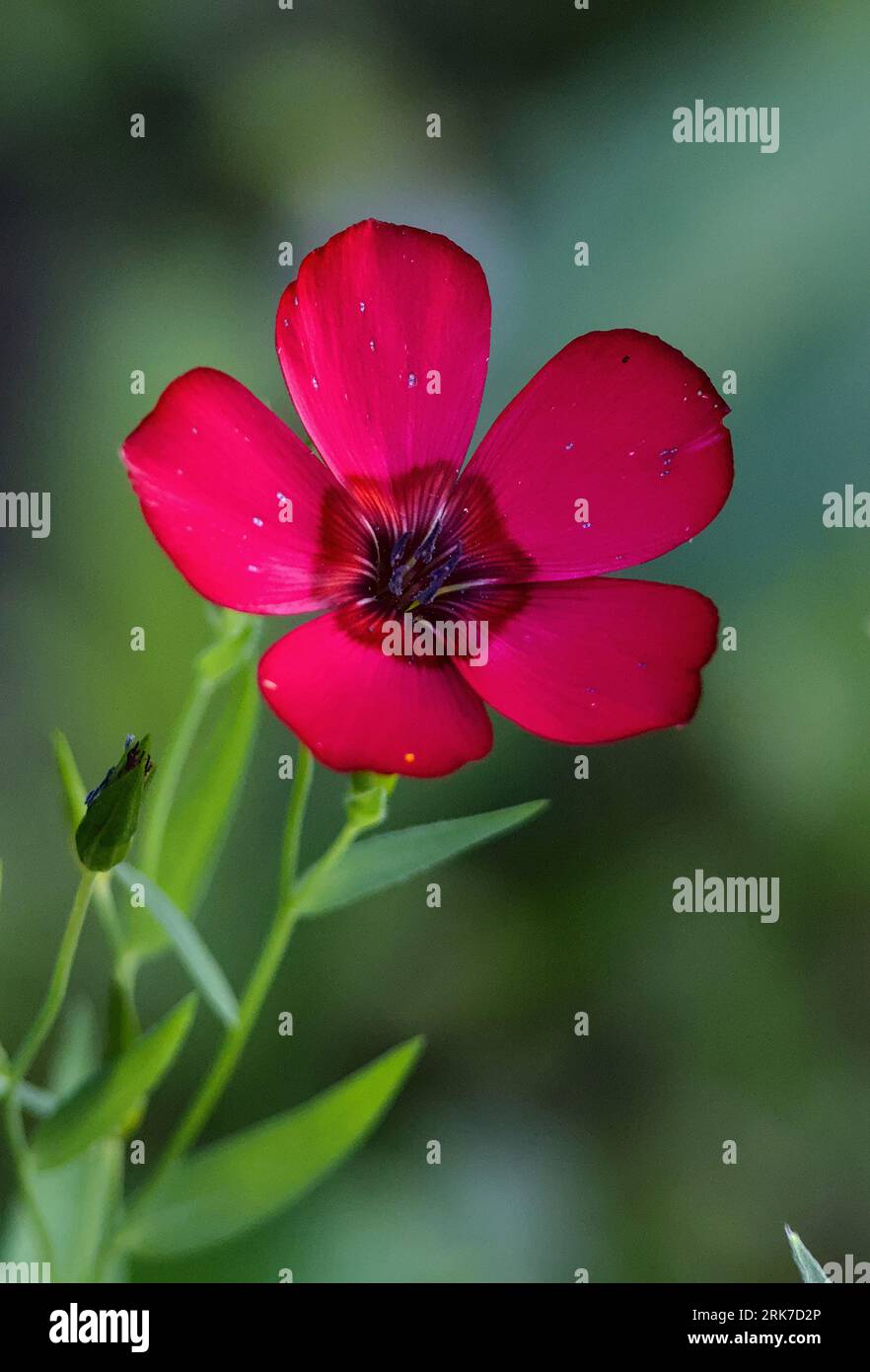 A vibrant Large-flowered flax flower blooming in the sunshine outdoors Stock Photo