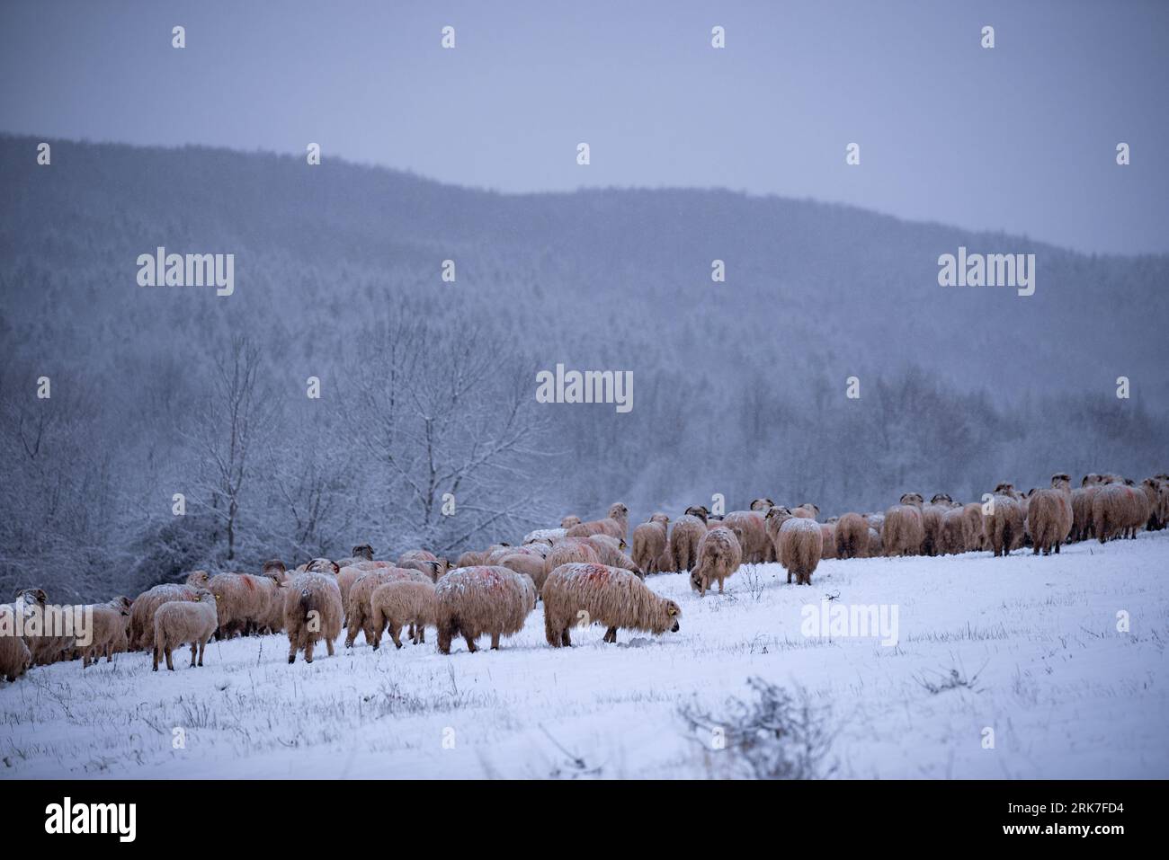 A flock of fluffy sheep and goats grazing on a white field under ...