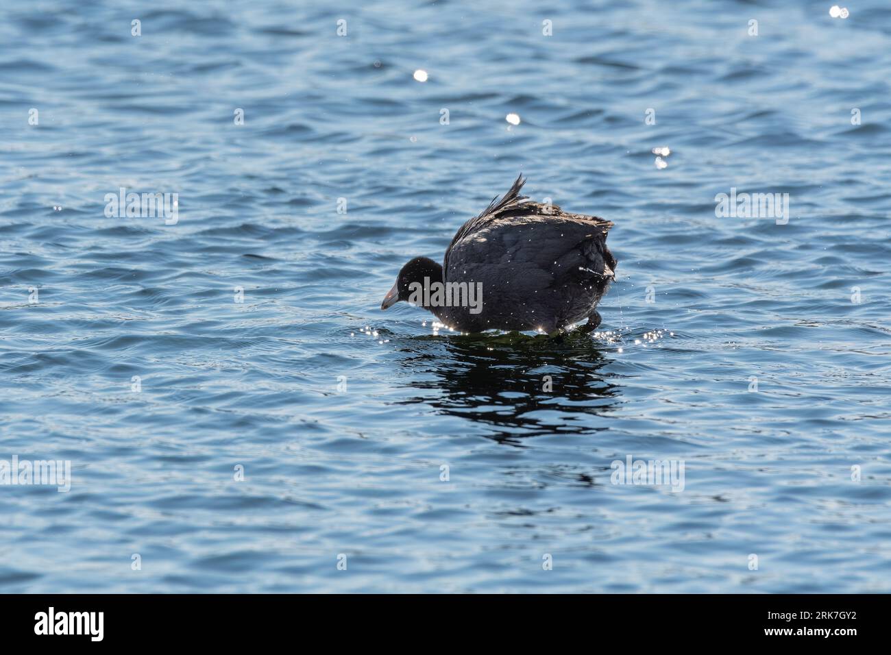 Peaceful body of water in hi-res stock photography and images - Alamy