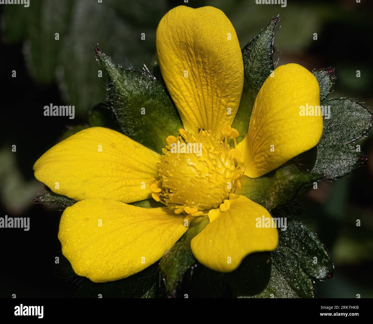 A macro of an early spring vibrant yellow False Mock Strawberry (Potentilla indica) flower Stock Photo