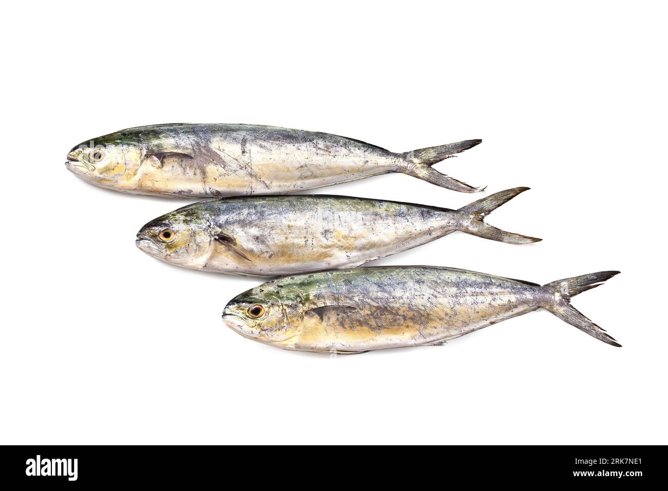 Mahimahi Mediterranean fish Capone Lampuga "Coryphaenna hippurus