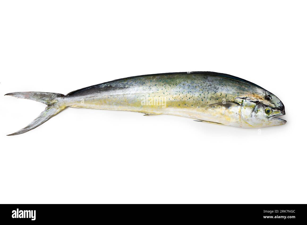 Mahimahi Mediterranean fish Lampuga o Capone "Coryphaenna hippurus