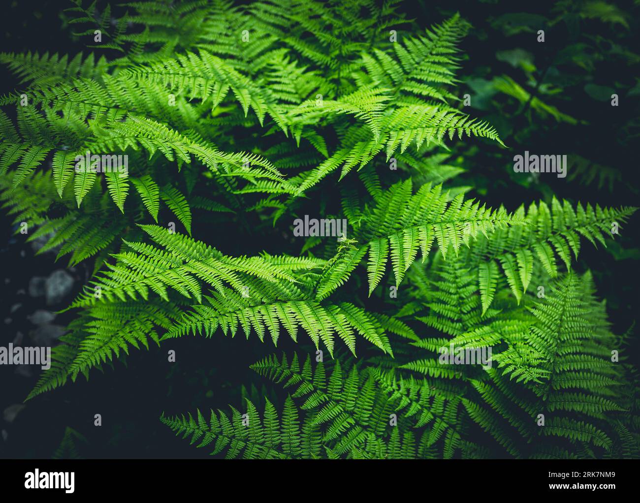 Lush shrubs standing on hi-res stock photography and images - Alamy