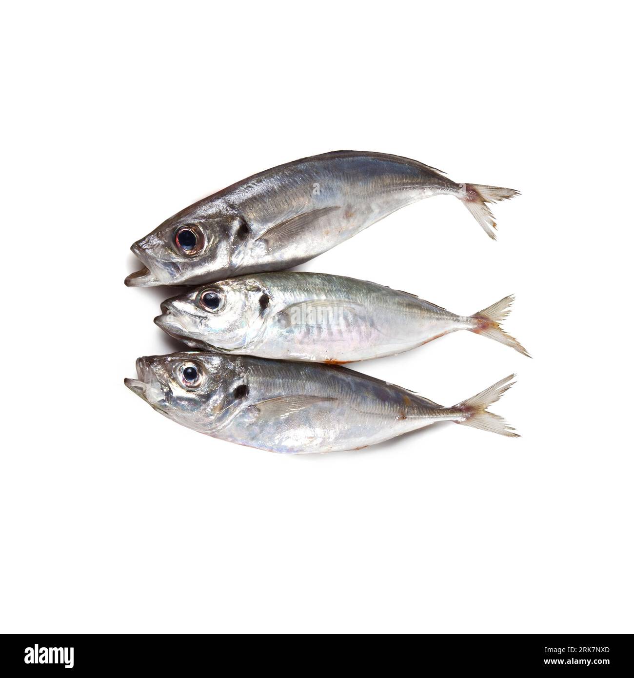 Atlantic horse mackerel European horse mackerel common scad
