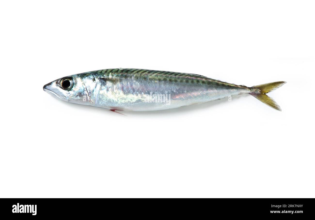 Atlantic mackerel Boston mackerel mediterranean fish Sgombro