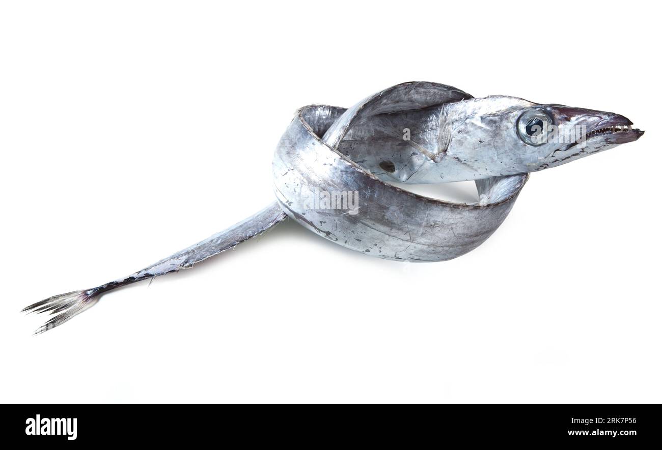 Beltfish, Isolated on White Background Twisted Silver Scabbardfish