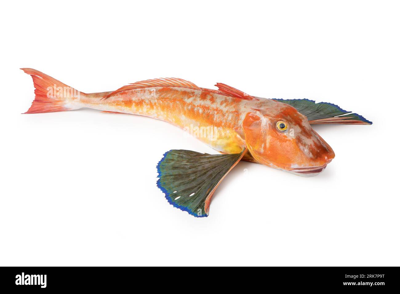 Tub Gurnard, Chelidonichthys lucerna, Gurnard Tubefish Gallinella o