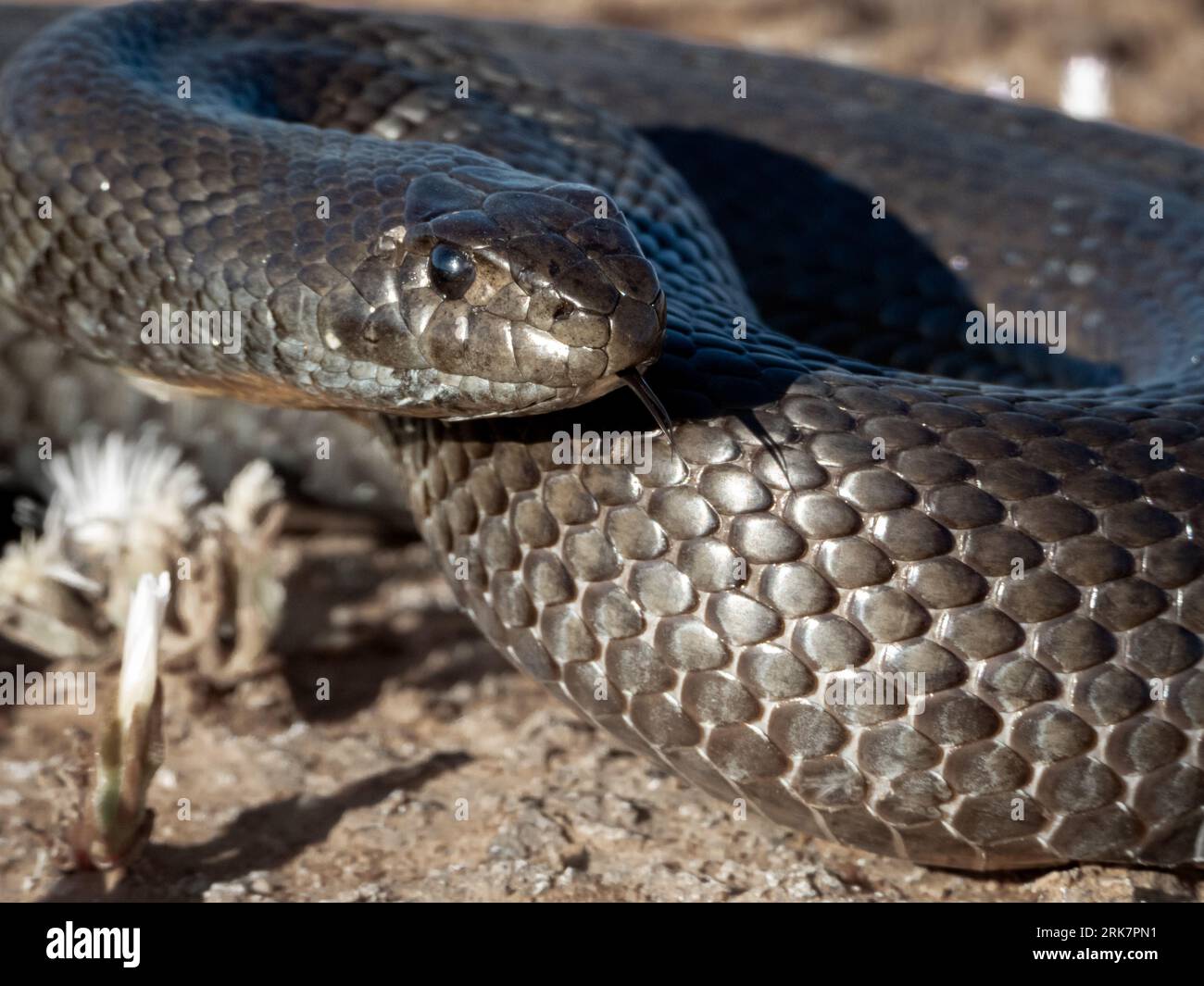 A Mole Snake (Pseudaspis cana) is a nonvenomous species of snake that