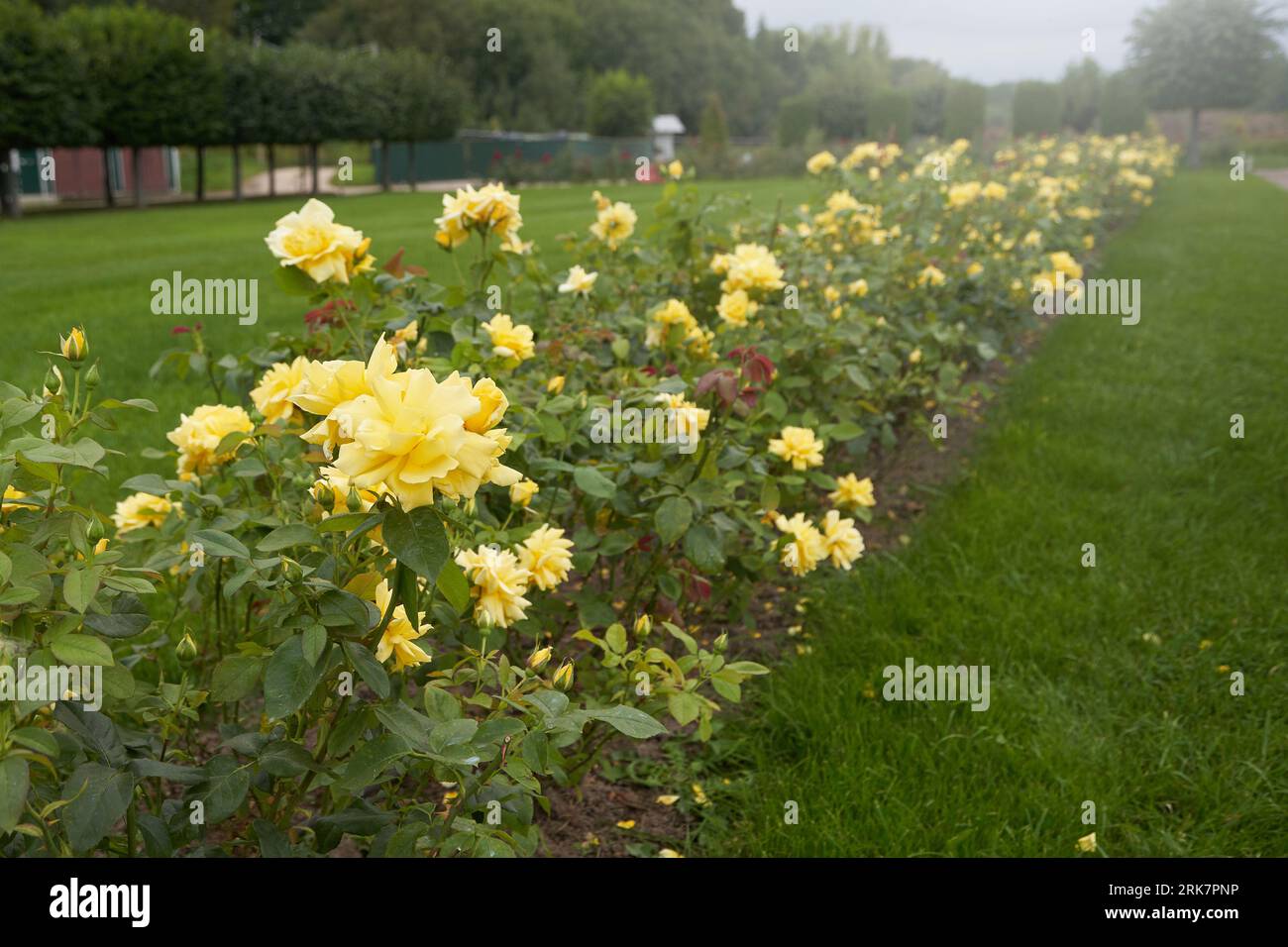 Green bush with yellow flower hi-res stock photography and images - Alamy