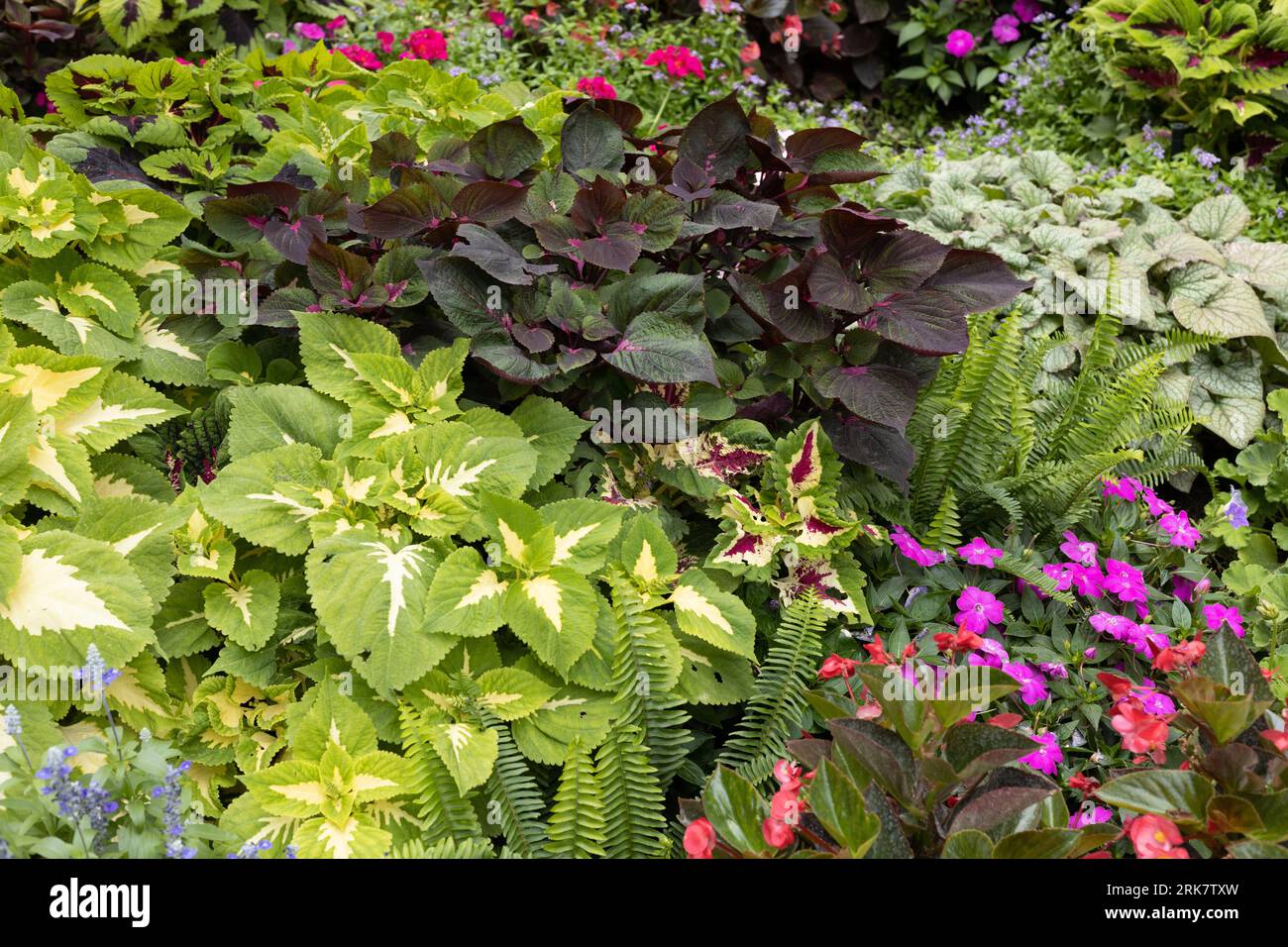 A close up of a colorful garden full of coleus and geranium plants. Stock Photo