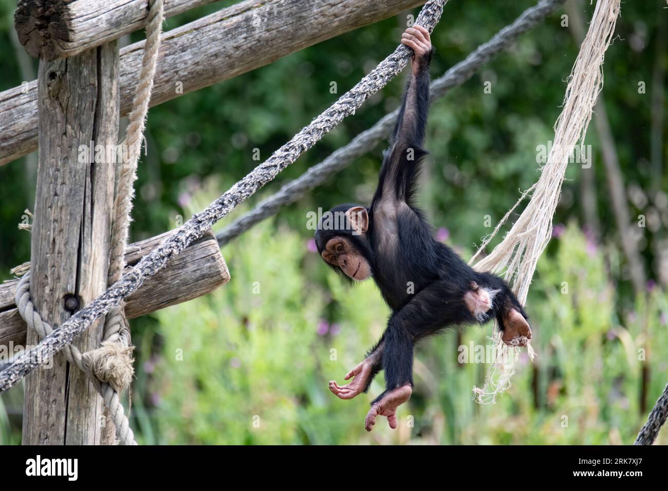 A brown monkey is perched on a tree branch, gripping onto a white rope suspended from the tree in an outdoor zoo enclosure Stock Photo