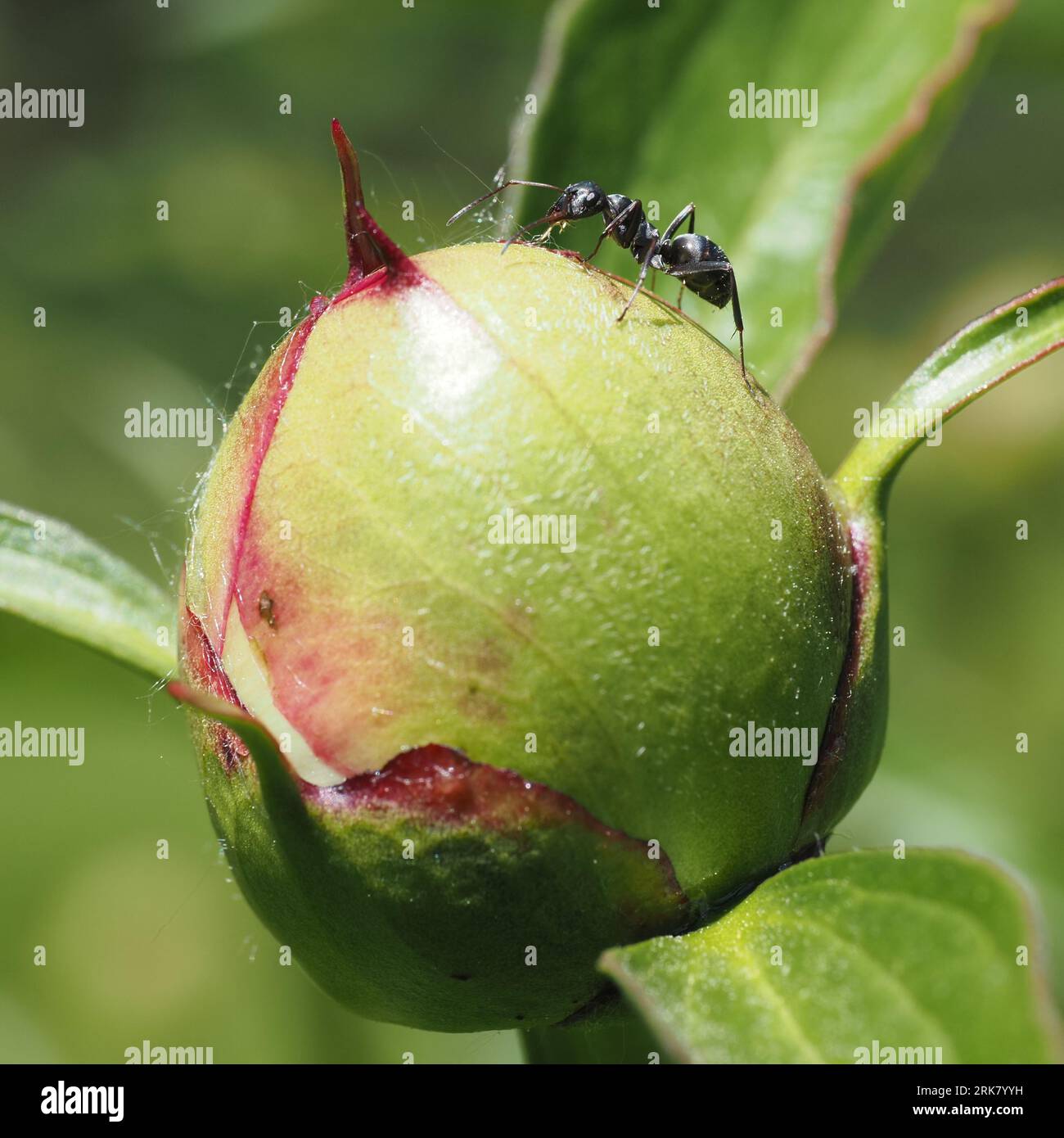 Carpenter ant feasts on peony bud sap (May) Stock Photo