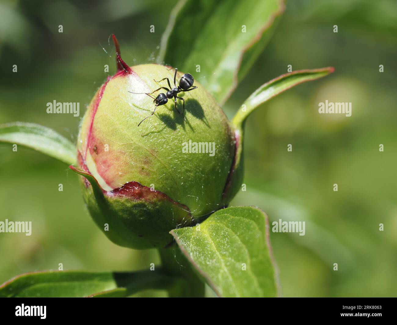 Afternoon snack for a carpenter ant on a peony bud (May) Stock Photo
