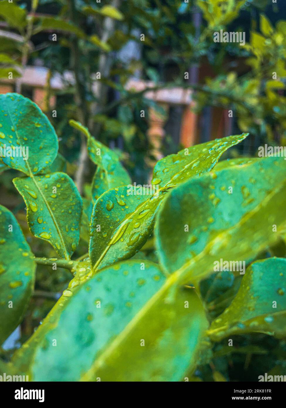 Some vibrant green leaves dotted with dew droplets Stock Photo