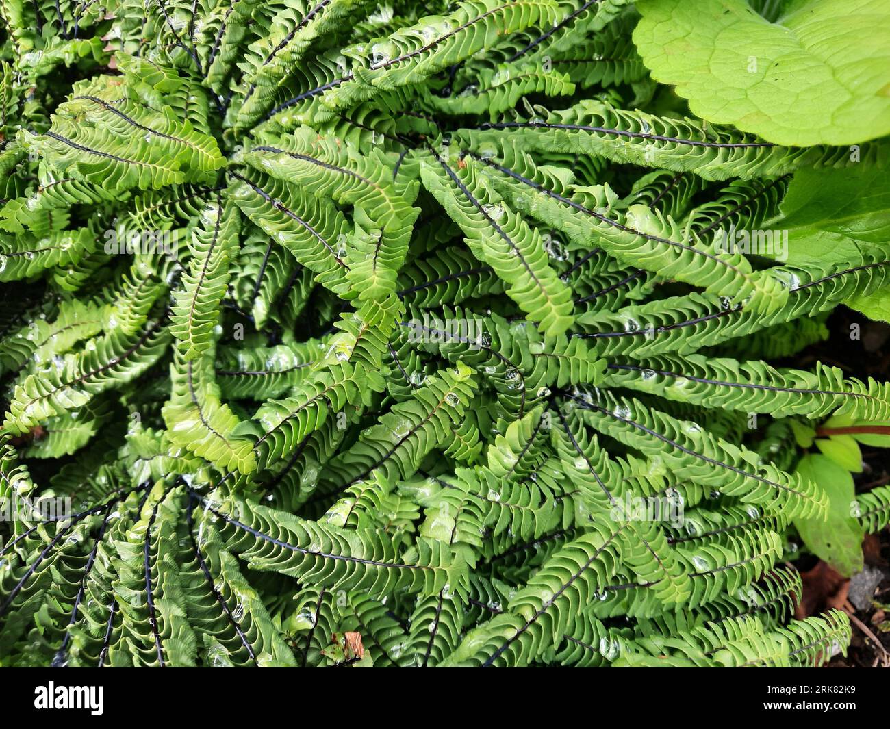 A vibrant green Adiantum stopiform with a large, lush array of delicate foliage on display Stock Photo