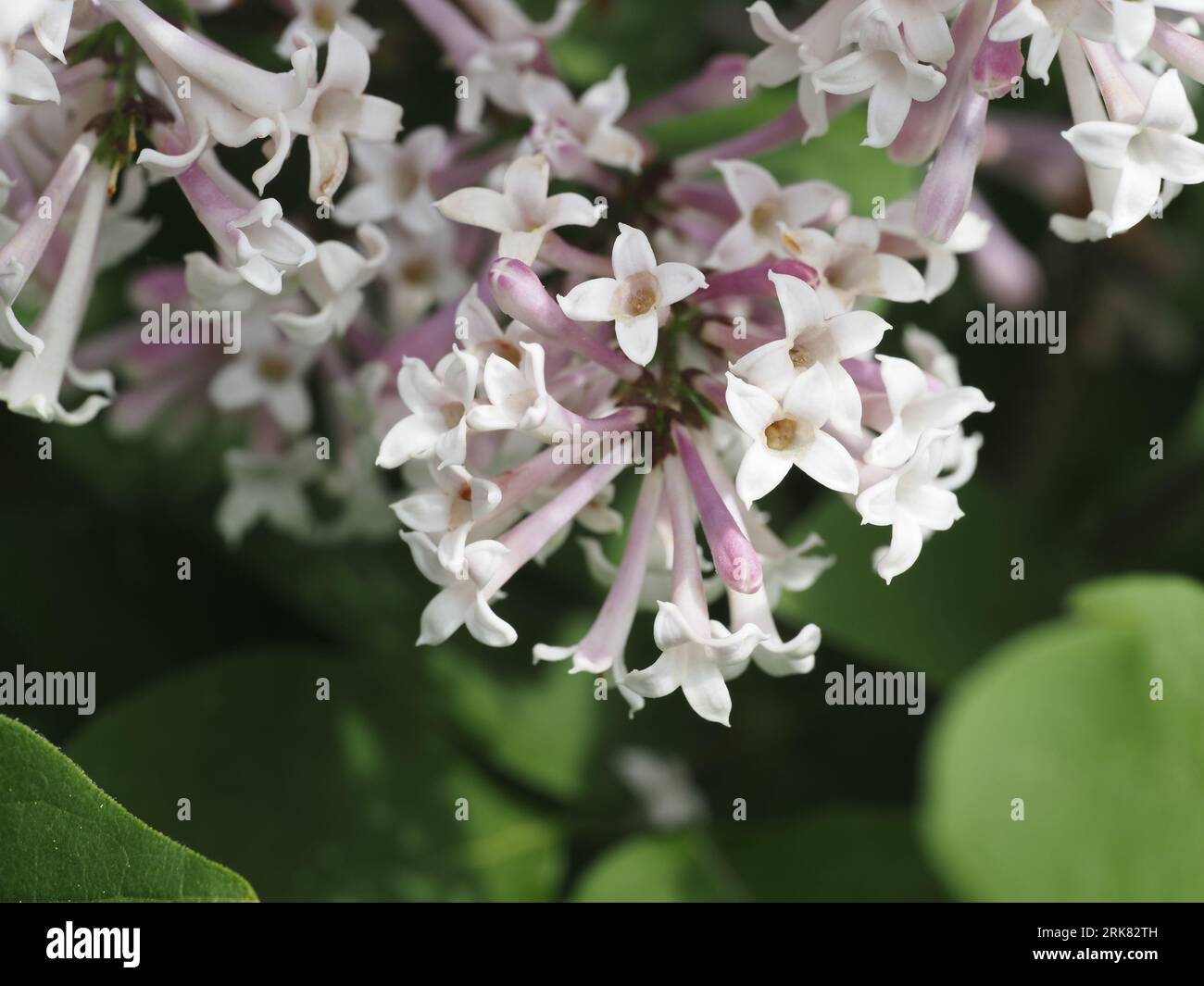 Miss Kim Lilac blossoms in late spring. Scientific name: Syringa pubescens. Family: Oleaceae. Order: Lamiales. Kingdom: Plantae. Stock Photo