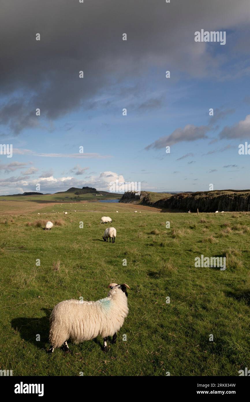 A flock of sheep is grazing on lush green grass in an expansive field ...