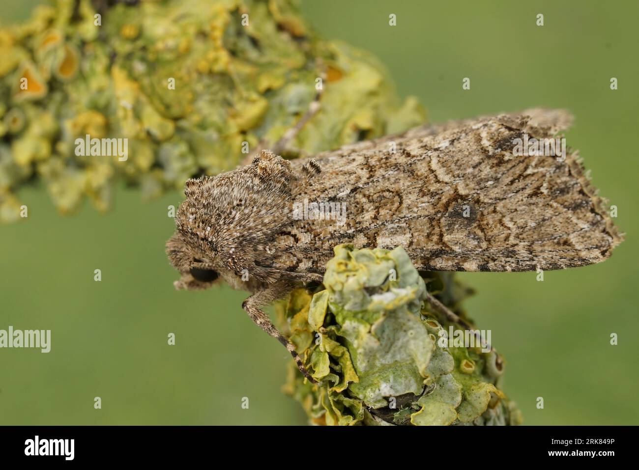 Natural closeup on the Nutmeg owlet moth, Anarta trifolii on a twig against a green background Stock Photo