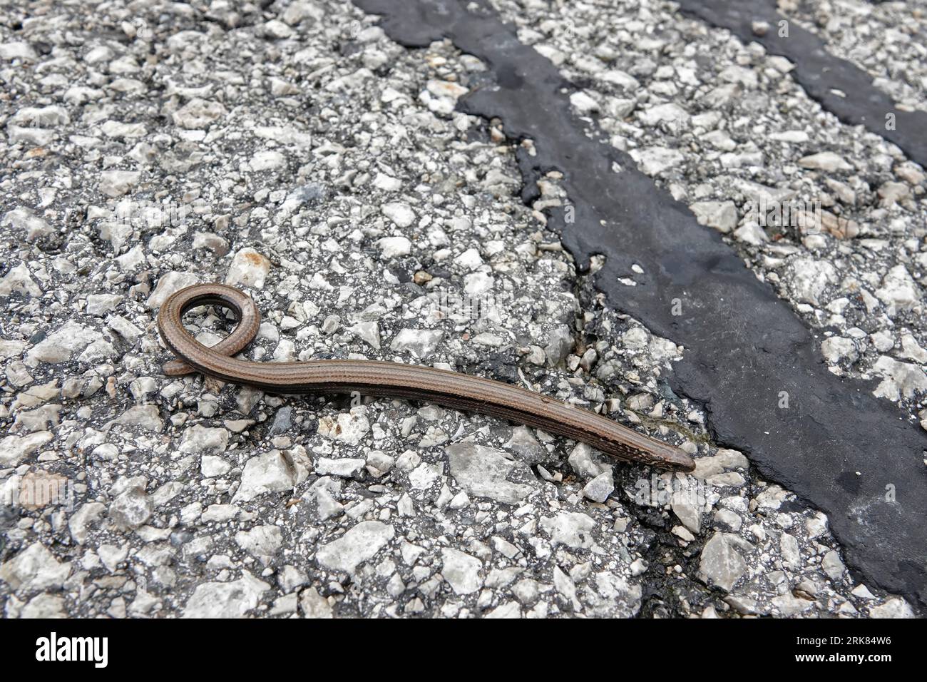Natural closeup on a European limbless slow worm , Anguis fragilis sitting curled up on the grey road in the Austrian alps Stock Photo